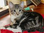 Joe Domestic Shorthair Kitten Male