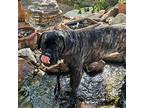 George Mastiff Young Male