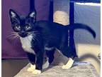 Lady Domestic Shorthair Kitten Female