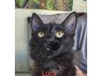 Lucy Domestic Longhair Kitten Female