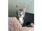 Krupke Domestic Shorthair Kitten Male