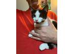 Adopt Misty a Black & White or Tuxedo Domestic Shorthair (short coat) cat in