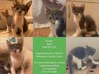 Adopt Gordon a Gray or Blue (Mostly) American Shorthair (short coat) cat in