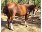 Grade Paint/Arabian Mare (Luverne AL)