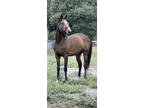 Dream horse: 11 year old TB gelding