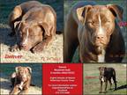 Adopt Denver a Brown/Chocolate - with White American Staffordshire Terrier /