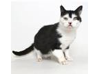 Adopt Montague a White Domestic Shorthair / Mixed cat in Springfield
