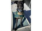 Adopt Oreo a Black German Shepherd Dog / Labrador Retriever / Mixed dog in
