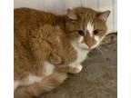 Adopt Mr. B a Orange or Red (Mostly) Domestic Shorthair (short coat) cat in
