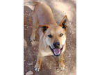 Adopt Kolby DIR H 1/23/23 a Red/Golden/Orange/Chestnut Shar Pei / Mixed dog in