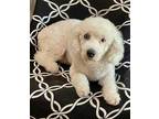 Adopt Teddy a White Poodle (Miniature) / Bichon Frise / Mixed dog in Saint