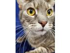 Adopt Mick a Gray, Blue or Silver Tabby Domestic Shorthair (short coat) cat in