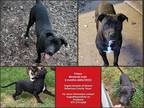 Adopt Frisco a Black - with White American Staffordshire Terrier / Labrador