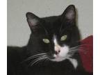 Adopt Jon Jon a Black & White or Tuxedo Domestic Shorthair (short coat) cat in