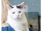 Adopt Pickles a White (Mostly) Domestic Shorthair (short coat) cat in Somerset