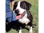 Adopt Bethany JuM a Black Basset Hound / Blue Heeler / Mixed dog in North Little