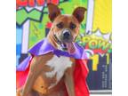 Adopt Gracie Belle JuM* a Boxer / American Pit Bull Terrier / Mixed dog in North