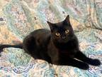 Adopt Munster a Domestic Shorthair / Mixed (short coat) cat in Memphis