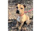 Adopt Stonee a Brown/Chocolate Pit Bull Terrier / Black Mouth Cur / Mixed dog in