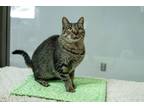 Adopt Rosie a Gray, Blue or Silver Tabby Domestic Shorthair (short coat) cat in