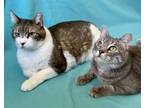 Adopt Bandit & Skittles a Brown Tabby Domestic Shorthair (short coat) cat in