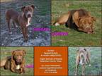 Adopt Golden a Brown/Chocolate - with White American Staffordshire Terrier /