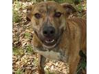 Adopt Freeway AR a Tan/Yellow/Fawn Plott Hound / Mixed dog in North Little Rock