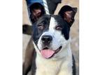 Adopt Frosty a Border Collie / Mixed dog in Jackson, MS (37197583)