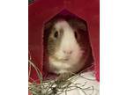 Adopt Dracollie a Multi Guinea Pig (short coat) small animal in Salisbury