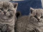 British Shorthair Blue Male & Female Are Available