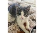 Sixlet Domestic Shorthair Kitten Female