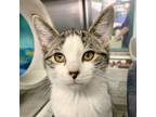 Braden Domestic Shorthair Kitten Female