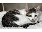 Remy Domestic Shorthair Kitten Male