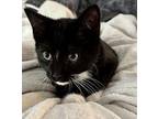 Salem Domestic Mediumhair Kitten Male