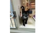 66788A Littlefoot Domestic Shorthair Kitten Male