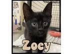 Zoey Domestic Shorthair Kitten Female
