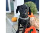 Buoy Labrador Retriever Puppy Male