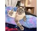 Anderson and Merry (Bonded Pair) Siamese Adult Male