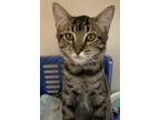 68015A Nintendo 64-Pounce Cat Cafe Domestic Shorthair Adult Male