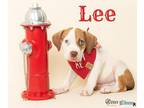 Lee American Bulldog Puppy Male