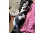 Oliver Twist Domestic Shorthair Kitten Male