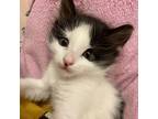 Monte Burns Domestic Mediumhair Kitten Male