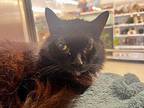 Izzy Domestic Longhair Senior Female