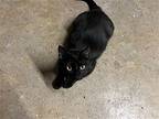 Whitney Domestic Shorthair Young Female