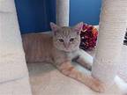 Fred (male) & Ginger (female) Domestic Shorthair Young Female