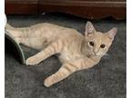 Chowder Domestic Shorthair Kitten Male