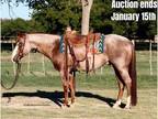 Red Roan APHA Gelding