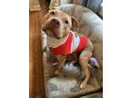 Adopt Sassy a Labrador Retriever, Terrier