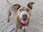 Adopt MISS BETTY (CLOVE*) a Brown/Chocolate - with White American Pit Bull