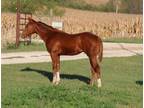 NV Red Dee For Scotch 2023 APHA stallion